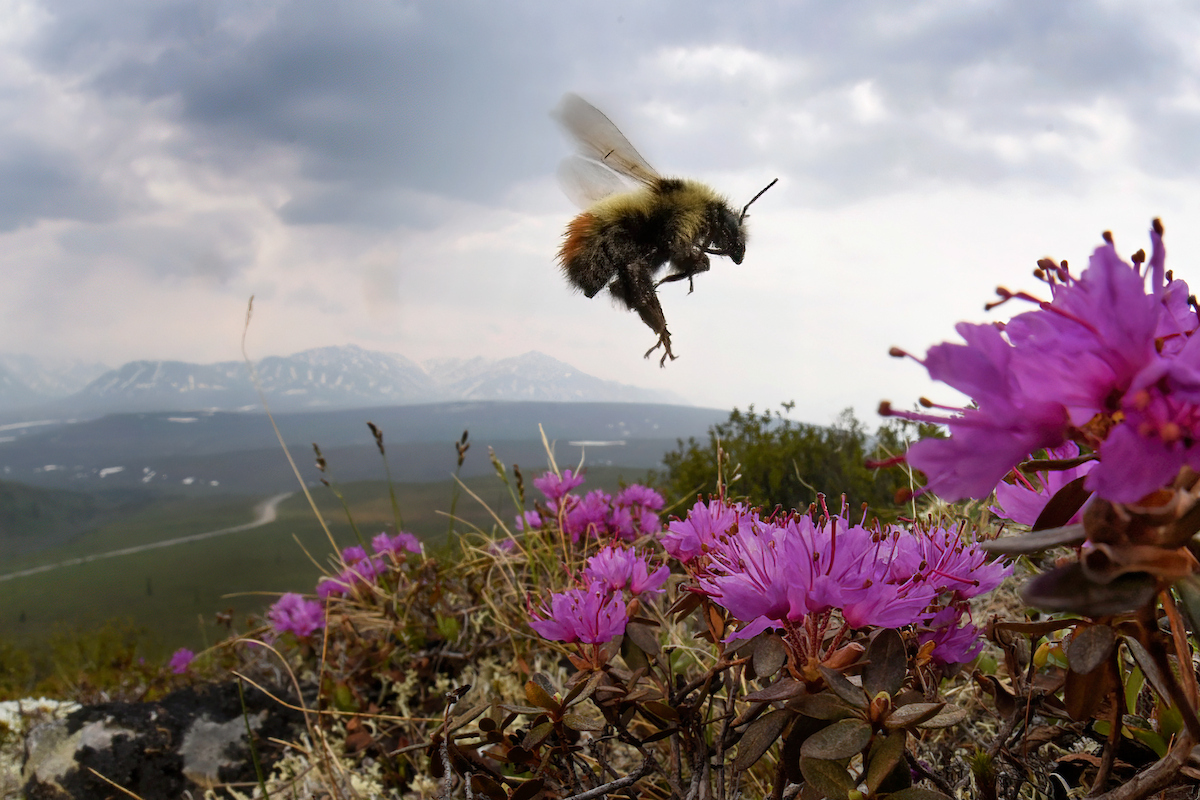 A Bumble Bee flies across the tundra in Denali National Park. National Parks provide bees some refuge from pesticides.